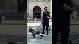 Los Perros Siempre Deben Tener Puesta La Correa? Humans Debaten Libertad Vs Seguridad