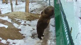 Мансур 🟤 Снести забор... 1 😉🐻 The Bear dismantles the fence...