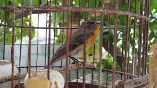 suara burung walangan