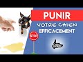 Voici comment punir votre chien efficacement 