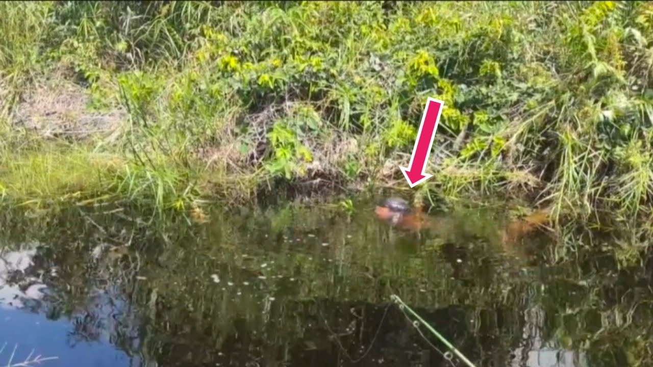 Edan‼️Rawa air hitam di huni ikan purba‼️#mancingliar 
