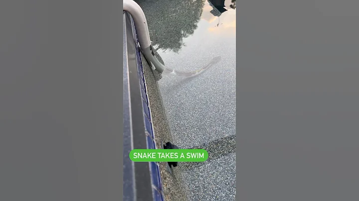 Snake takes a swim #ballpython #reptiles #snake #pets #animals #fyp #shorts #viral #wildlife