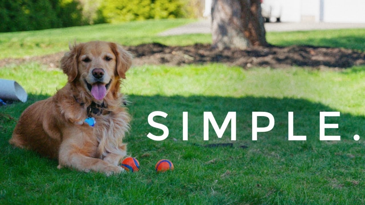 What Dogs Teach Us About Life