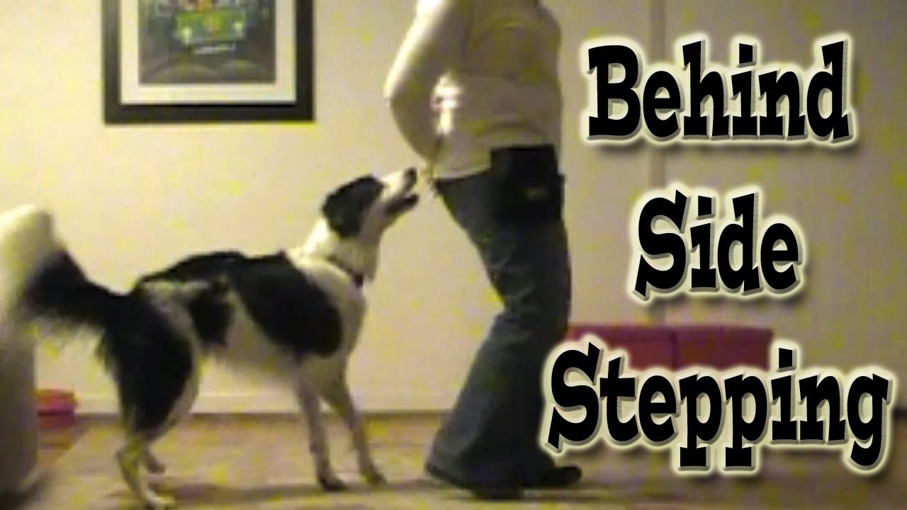 Canine Freestyle Trick Side Stepping Behind the handler YouTube