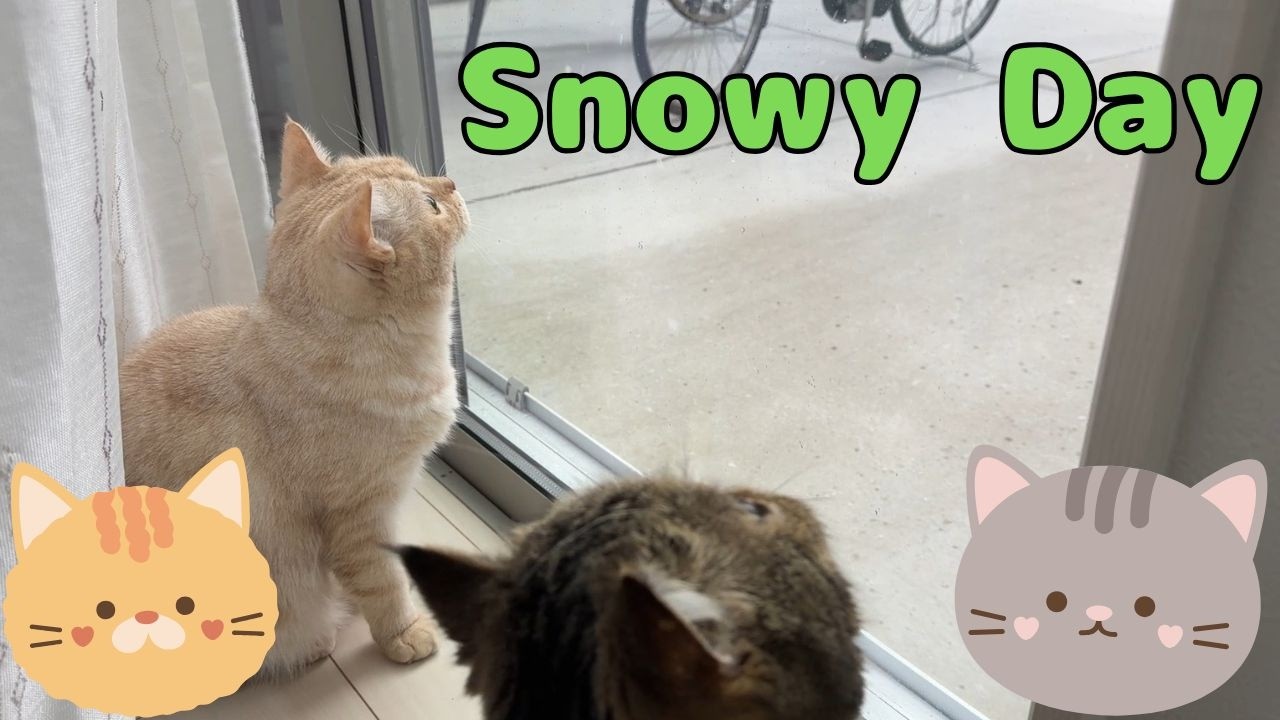 ♯278 雪の降る日　ニャンずはクギづけ♪でもやっぱり寒い🙀😸