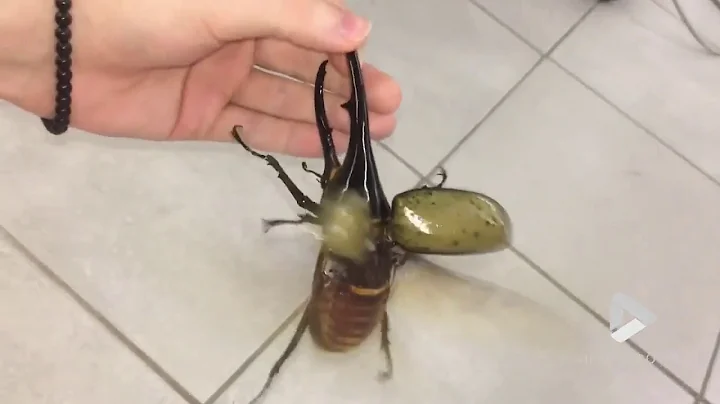 Giant beetle sounds like a jackhammer - DayDayNews