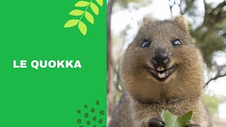 Le Quokka, l’animal le plus heureux de la planète. ( bande annonce )