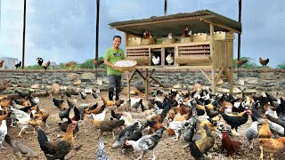 Make Money in Raising Native Chickens! Reasons Why It's Good to Invest in Native Chicken Farming!