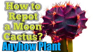 Anyhow Plant How To Repot A Moon Cactus ?