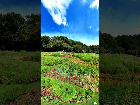 横浜里山ガーデンフェスタ 2025 秋 2025 Autumn Yokohama Satoyama Garden Festa Flowers Nature Garden 