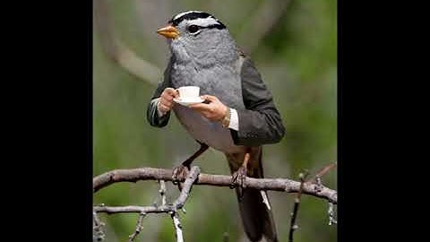 Cursed bird images with the wii shop theme