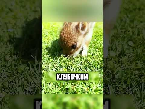 ПАРЕНЬ ЗАВЁЛ НЕОБЫЧНОГО ПОРОСЁНКА🥰