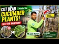 Cut Dead Cucumber Plants the Right Way! 🌱 | Cucumber Tips for Farmers | Agro Makan