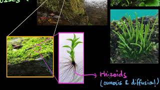 Bryophytes | Plant Kingdom | Biology | Khan Academy