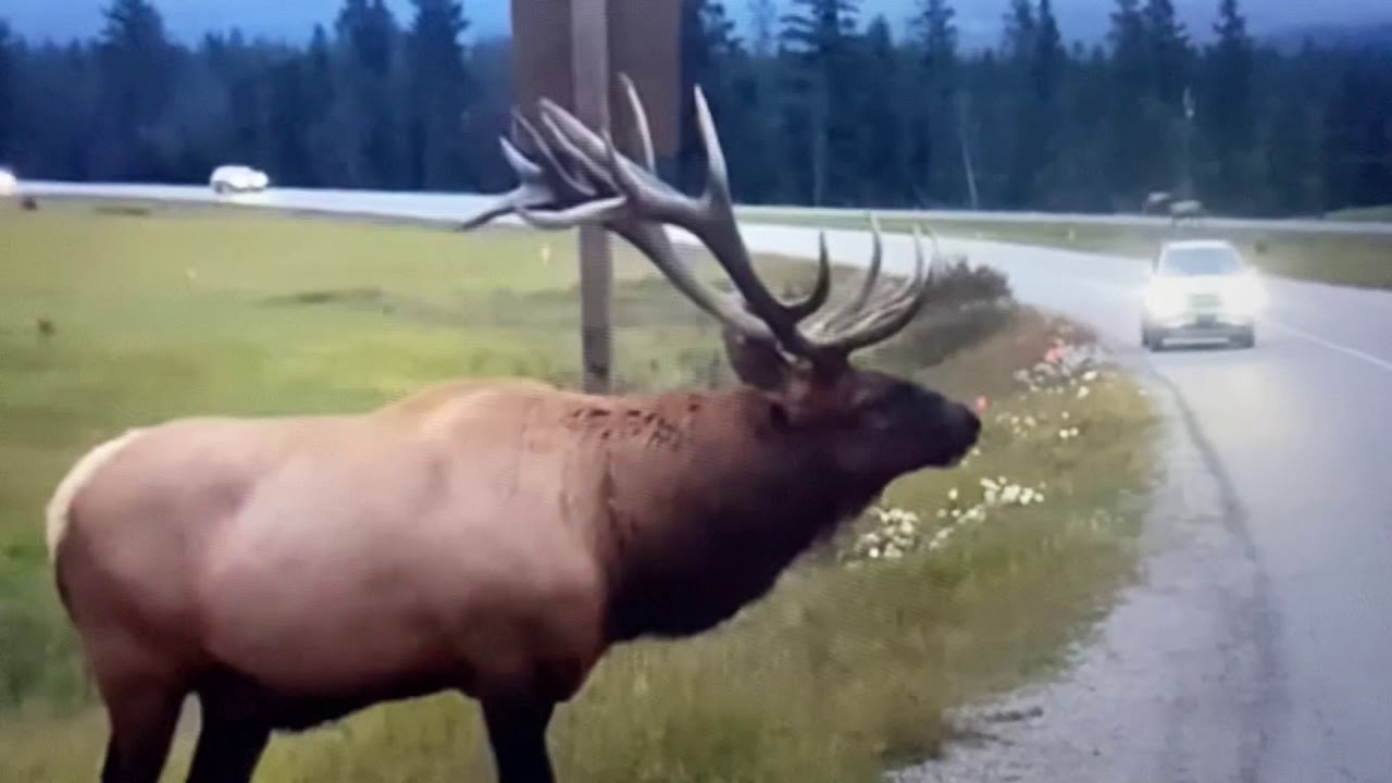 Angry Elk Chases Man