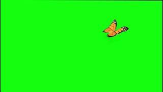 Green screen Butterflies | #green screen #butterfly