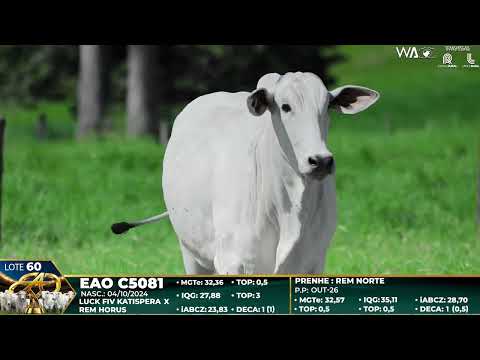LOTE 60