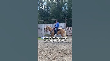 Working With A Buddy Sour Rescue Horse! Part 27! | The Horse Guru - Michael Gascon