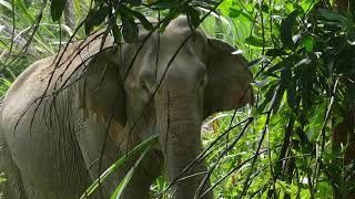 Elephants Are Much More Calculating Than We Think #shorts