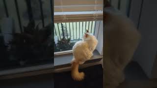 The Gnocchi Files 3  - Cat wanting to go outside and play with his new friend mothy