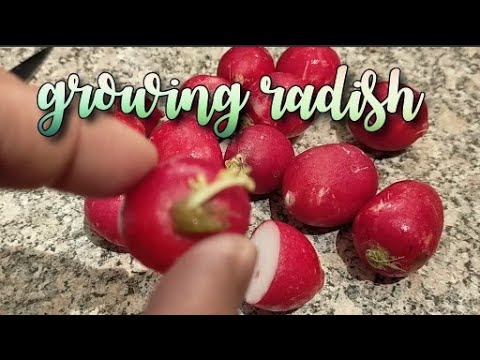 Can I Grow Radishes from Scraps?  