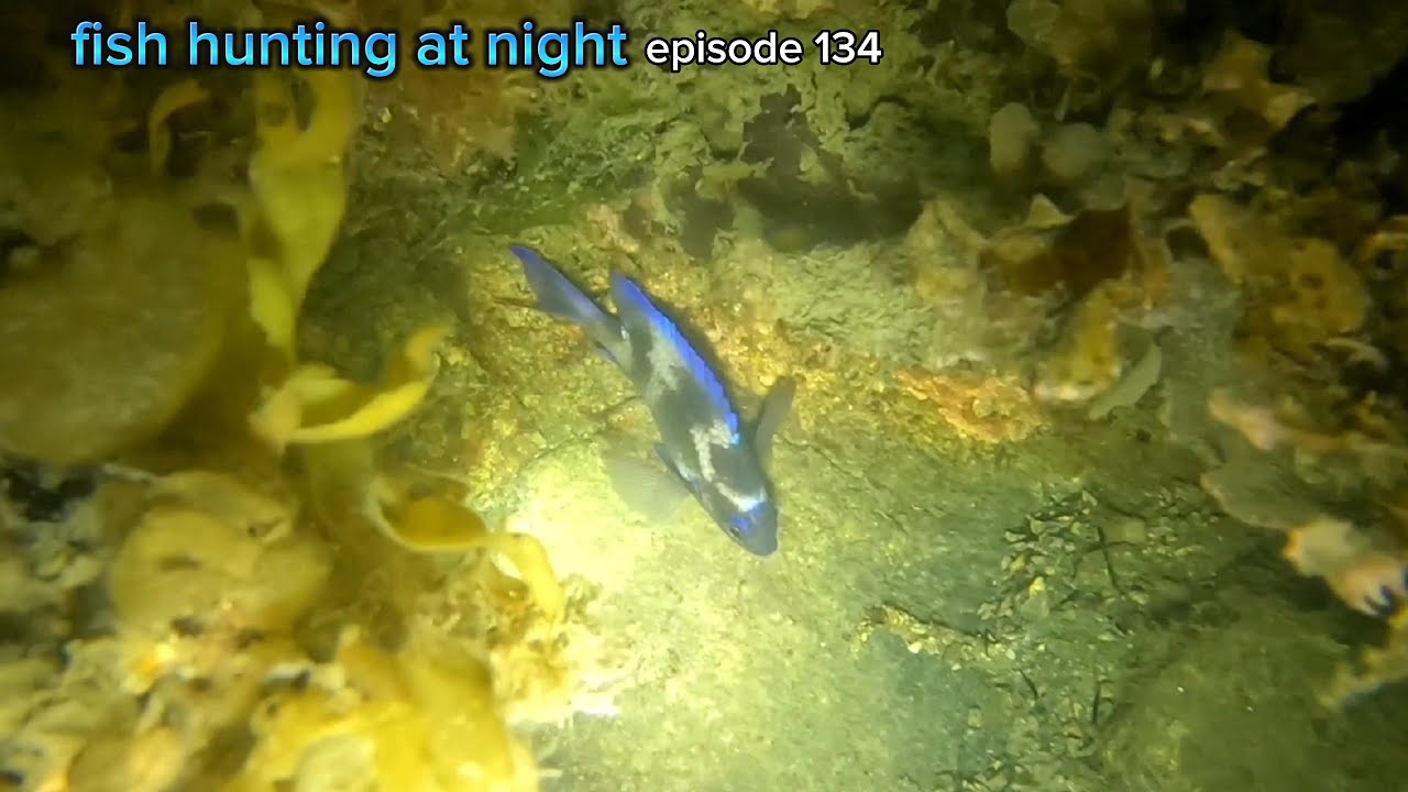 Ep134 FISH HUNTING AT JAPAN NIGHT SPEARFISHING YouTube
