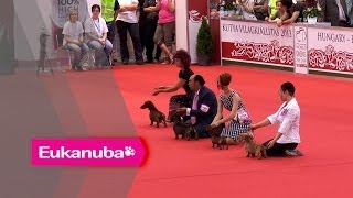 World Dog Show 2013 - Group IV Judging