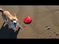 Corgi kong flyer beach trip 4k