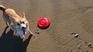 Corgi Kong Flyer Beach Trip (4K)