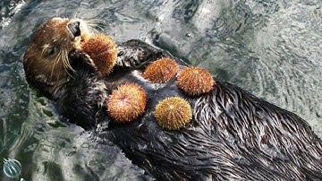 🦦 SEA OTTER ─ Don