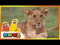 [NEW!] 동물 노래 | 라바키즈 | 동물원에 가요 | 실사애니메이션 | 인기동요