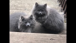 A fisherman cat and a CAT FAMILY. Cats are such cats. Caring cats. by ShirliMur 914 views 1 year ago 5 minutes, 51 seconds
