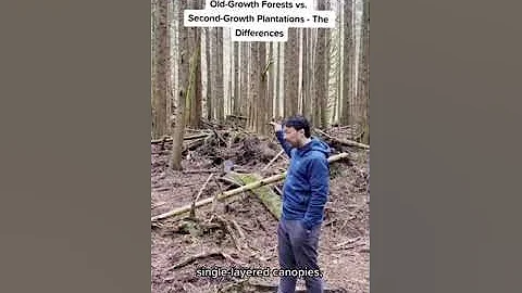 Old-Growth Forests vs. Second-Growth Plantations - The Differences