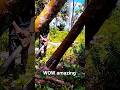 Tree falling!#fall #tree #trees #woodworking #woodwork #wooden #shortsfeed #shorts #how
