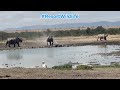 Adventure Archives: Rhino Standoff