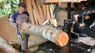 Lanjut terus, proses penggergajian kayu mahoni
