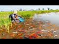 Wow catch Japan KOI fish, Orenda Cap fish, red fish at rice field for raising