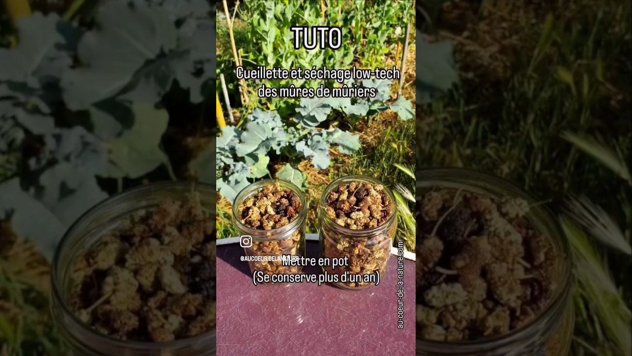 #TUTO #Cueillette et #séchage low-tech des #mûres du #mûrier #permaculture #lowtech
