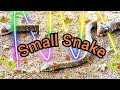 Dying a snake. small snake . Rat Snake #snake #snakevideos #bigsnake