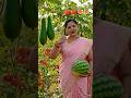 टमाटर और घीया भी लगा 🍅🍅#viral #funny #comedy #love #cutecat #lifeisbutadream # anita devi👍✅️