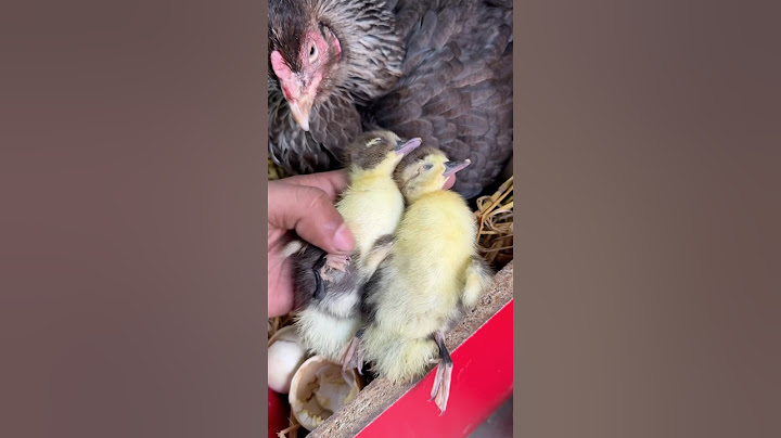 Don’t put Duck eggs inside Hen 😓