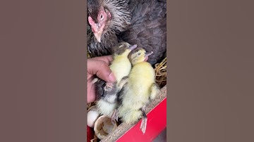 Don’t put Duck eggs inside Hen 😓