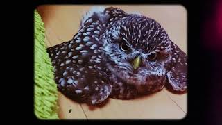 Googlephotoの宣伝