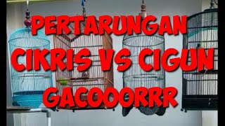 Download Lagu SERUU!! CIKRIS VS CIGUN                      masteran handall bikin emosi MP3 Download Lagu SERUU!! CIKRIS VS CIGUN                      masteran handall bikin emosi MP3