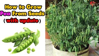 How to grow Green Peas from Seeds - Growing peas in Containers