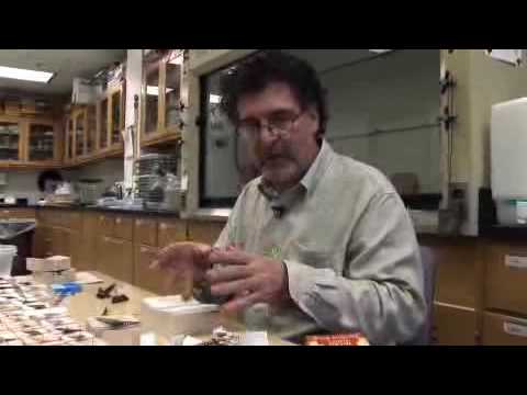 WSU James Entomology Collection - Collecting and P...