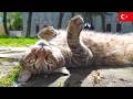 野生を忘れすぎた猫。イスタンブール猫動画【4K】