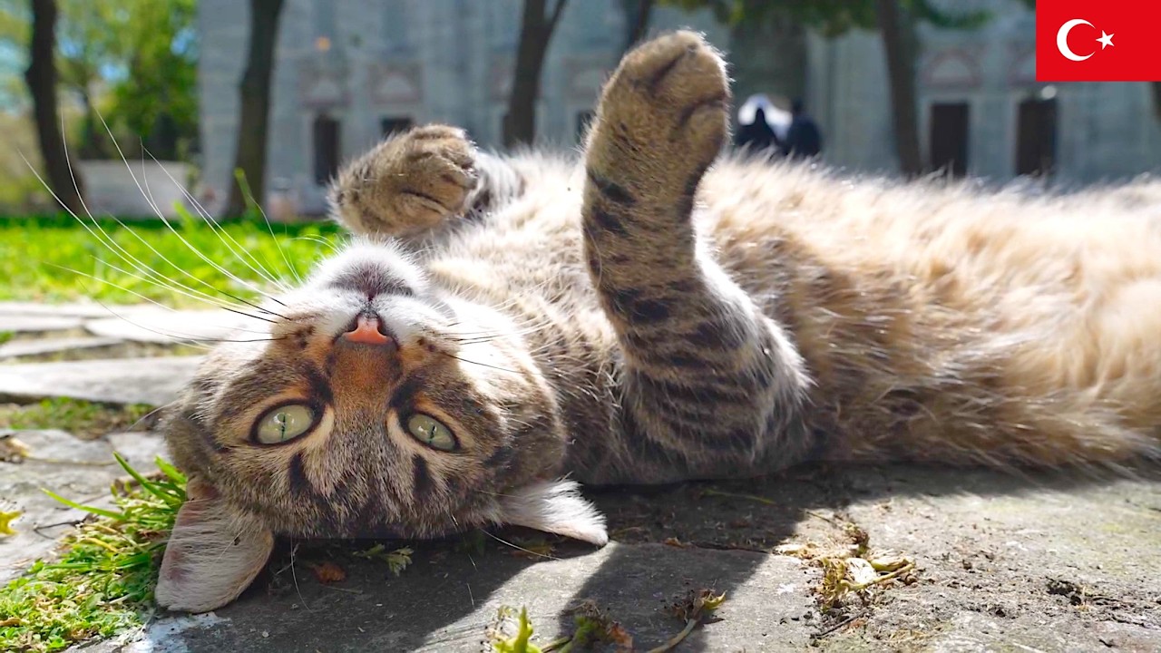 あほねこ 1 Hour of the Most Relaxed Cat in Istanbul - YouTube