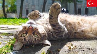 野生を忘れすぎた猫。イスタンブール猫動画【4K】