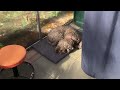 Winter Prep For My Dawn Redwood Forest. Part 2. 13-Nov-2025